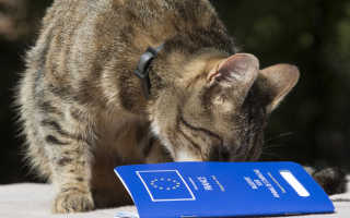 Как сделать документы коту. Как сделать ветеринарный паспорт кошке? (инструкция). Что указывается в паспорте