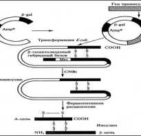 Биосинтез соматотропина и других гормонов человека. Получение интерферонов