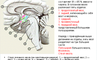 Значение продолговатого мозга кратко. Продолговатый мозг: основы строения и функционирования. Продолговатый отдел мозга