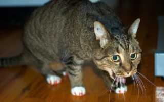 Почему кошку тошнит после еды? Если кошку после приема пищи рвет непереваренной едой — что делать? Приема пищи кошки едят понемногу