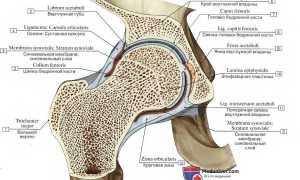 Тазобедренный сустав. Кровоснабжение и иннервация тазобедренного сустава Кровоснабжение тазобедренного сустава топографическая анатомия