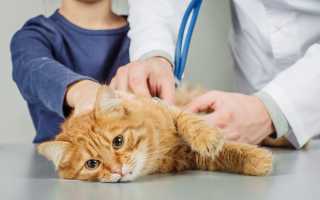 Глисты у кошек виды и лечение. Глисты кошек (гельминтозы). Профилактика появления глистов