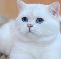 Имя для вислоухой британской кошки цвет серый. Как выбрать имя для котёнка-мальчика любой породы и цвета. Какие клички нравятся британцам