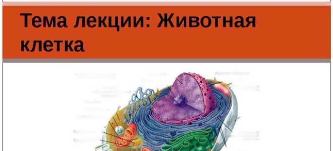 Презентация особенности строения животной клетки. Презентация по биологии «строение животной клетки»