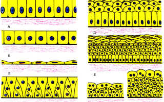 Подлежащие ткани что. Эпителиальная ткань: особенности строения, функции и виды. Классификация по происхождению