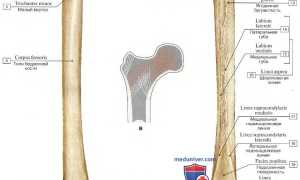 Где находится бедренная кость. Большой вертел бедренной кости: анатомия. Форма и строение
