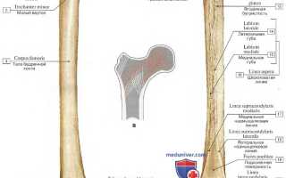 Где находится бедренная кость. Большой вертел бедренной кости: анатомия. Форма и строение