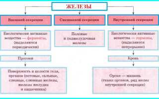 Взаимодействие желез внутренней секреции. Глава IX. Физиология эндокринной системы. Этапы переваривания пищи