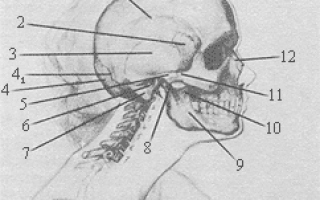 Анатомия — вены головы и шеи. Анатомия головы и шеи череп Анатомия и строение шеи с поднятой головой