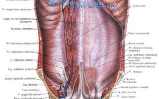 Особенности строения мышц передней брюшной стенки. Где находится и как устроена передняя брюшная стенка. Между складками брюшины располагаются ямки