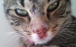 Ринотрахеит симптомы. Инфекционный ринотрахеит — герпес у кошек. Возможные осложнения герпеса