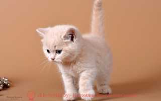 Белая британская кошка. Кремовый окрас британских кошек (бежевый, персиковый) bri e Расцветки британской короткошерстной