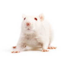 Мышь декоративная. Белая мышь — отличный декоративный домашний питомец. Где обитает мышь