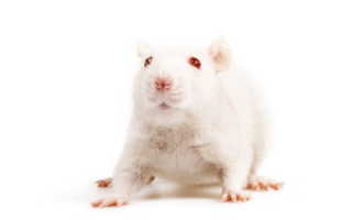 Мышь декоративная. Белая мышь — отличный декоративный домашний питомец. Где обитает мышь