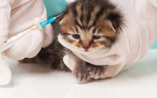 Какие прививки необходимо делать котенку. Схема вакцинации котят: в каком возрасте делать первую прививку? Стандартный перечень прививок