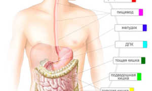 Отделы желудка человека. Желудок — анатомия и физиология. Микроскопическая анатомия желудка
