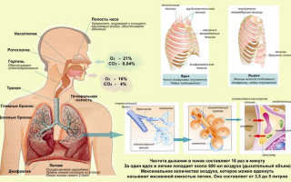 Какие органы дыхательных путей. Дыхательная системаНа теле][