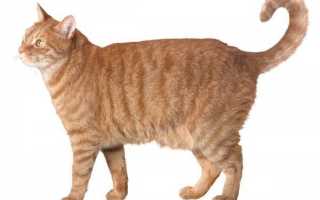 Почему у кота висит кожа на животе. Почему у кошки висит живот? Почему у британской кошки висит живот