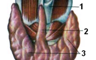 Околощитовидные железы. Гистология щитовидной железы: как проходит, расшифровка результатов. Строение и функции щитовидной железы Источник развития главных клеток околощитовидной железы