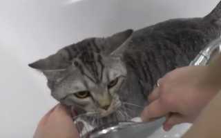 Можно ли мыть кота фейри. Чем помыть кошку без шампуня для животных? Средства для купания кошек