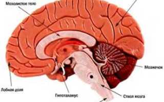 Покрышка мозга. Рубрика «средний мозг. Анатомическое строение и функции